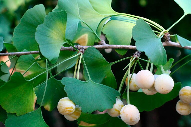 Ginkgo biloba - an exotic plant to enhance the potential