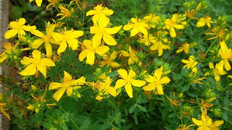 Herbs enhances man's potential